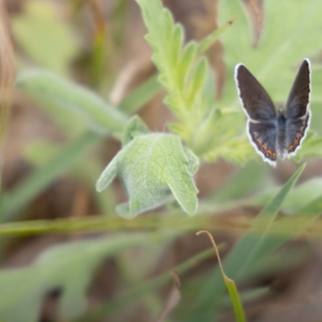 Conserving Karner Blue Butterfly: Plant the Right Lupine! Video