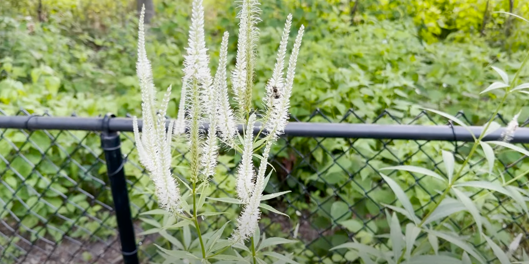 Culver's Root Video