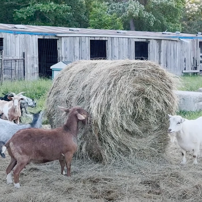 Elysium Heritage Farm: Homegrown National Park Example Video
