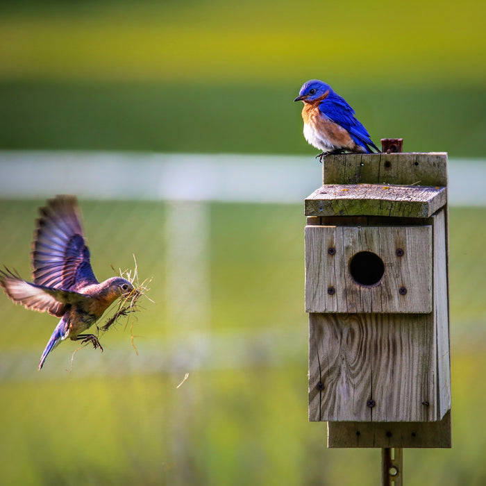 Got a Fancy Bird House? Why You Need a Birdhouse Hole Protector