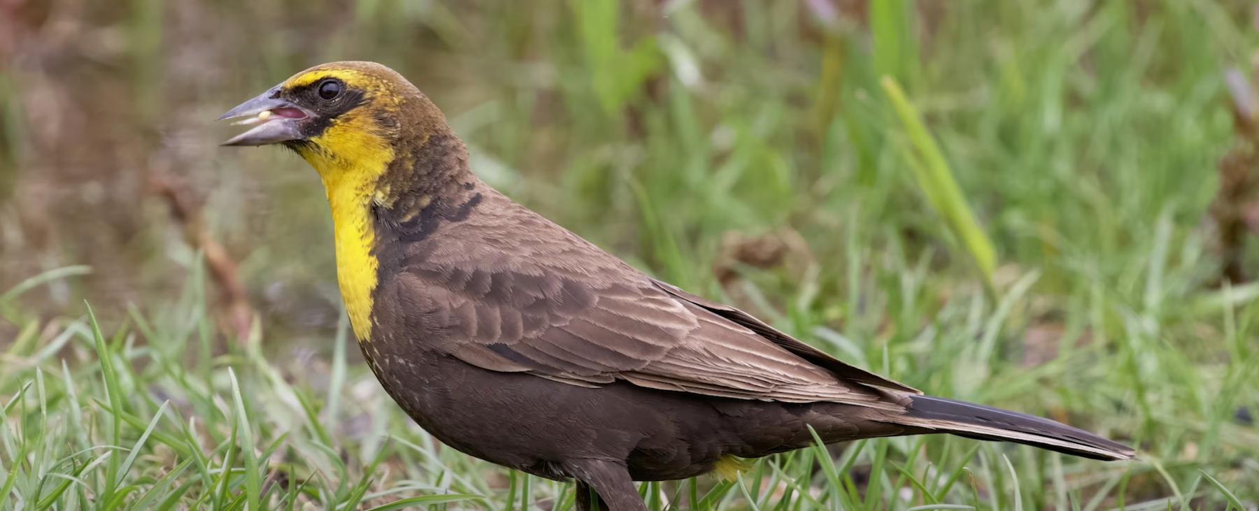 Feeding Birds: Native Plants for Finches, Goldfinches & Other Seed Eaters Video