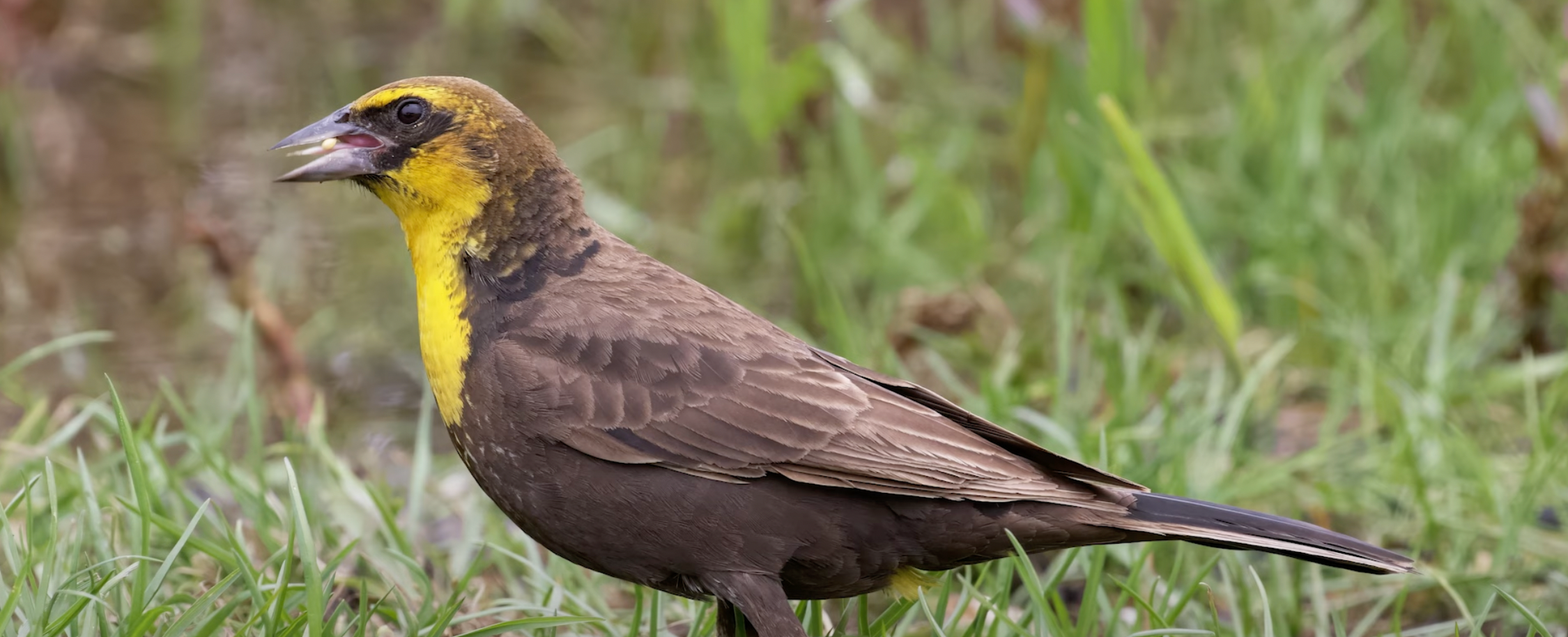 Mondays with Martha #194 - Feeding Birds: Native Plants for Finches ...