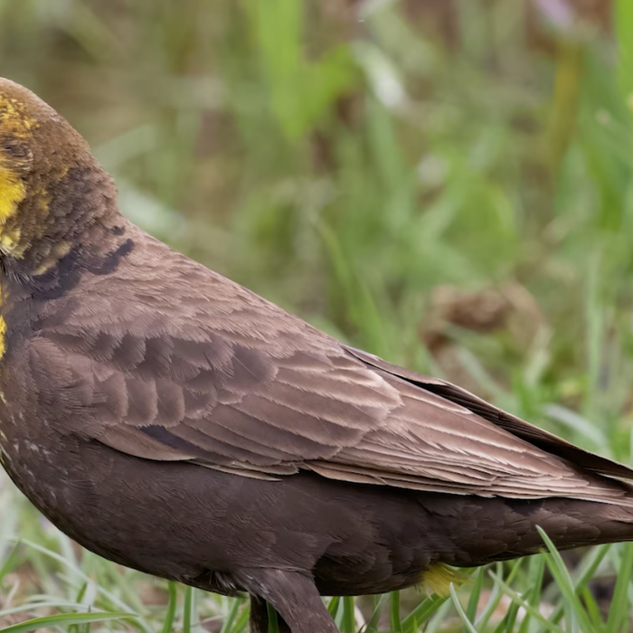 Feeding Birds: Native Plants for Finches, Goldfinches & Other Seed Eaters Video
