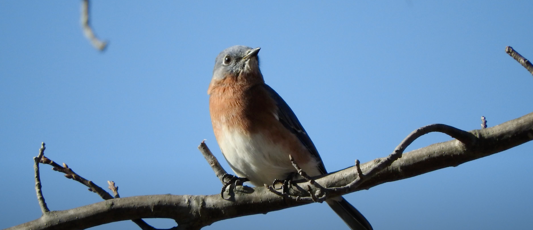 Feeding Birds: Native Plants for Fruit Eaters (like Bluebirds & Orioles) Video