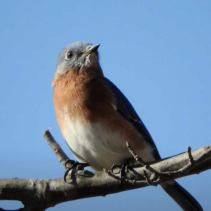 Feeding Birds: Native Plants for Fruit Eaters (like Bluebirds & Orioles) Video