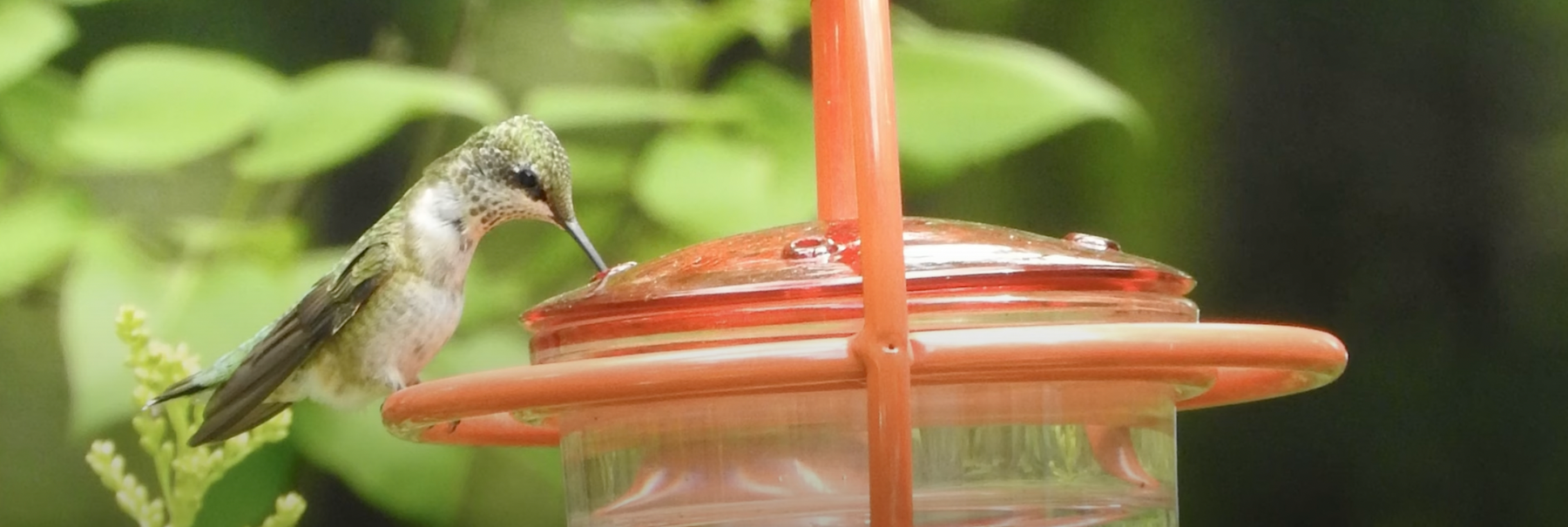 Feeding Birds: Native Plants for Hummingbirds & Other Nectar/Sap Drinkers Video