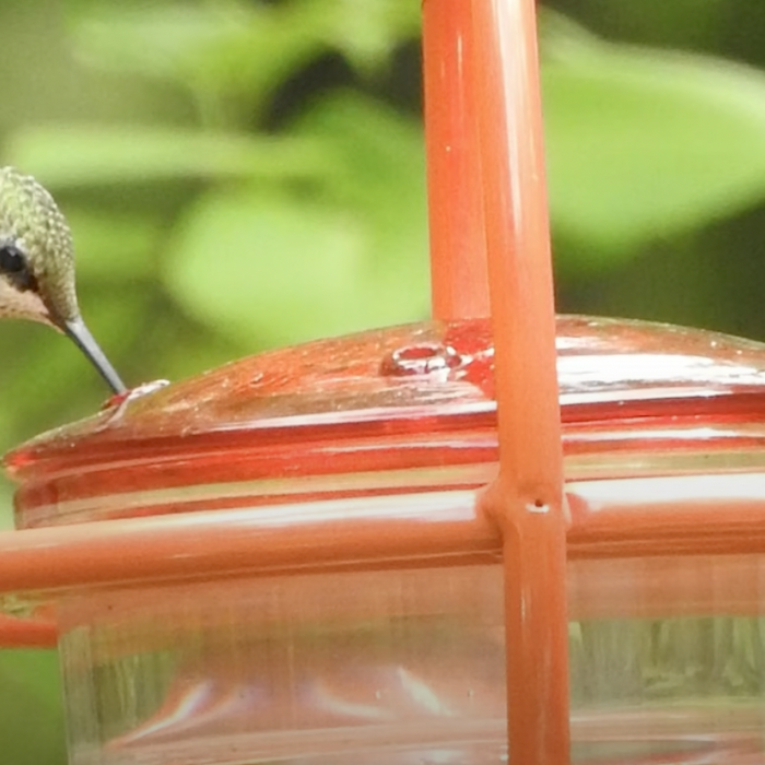 Feeding Birds: Native Plants for Hummingbirds & Other Nectar/Sap Drinkers Video