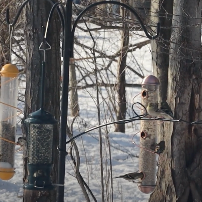  Feeding Wild Birds: Native Plants Near Me Video