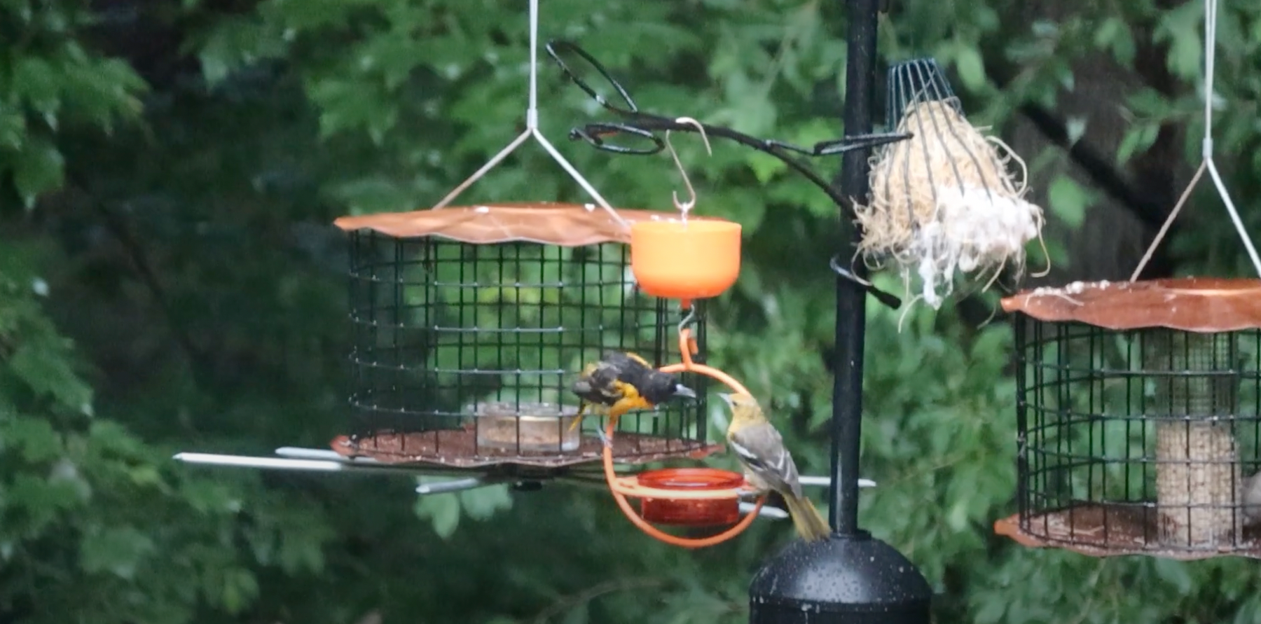 Fledglings at the Feeder Video