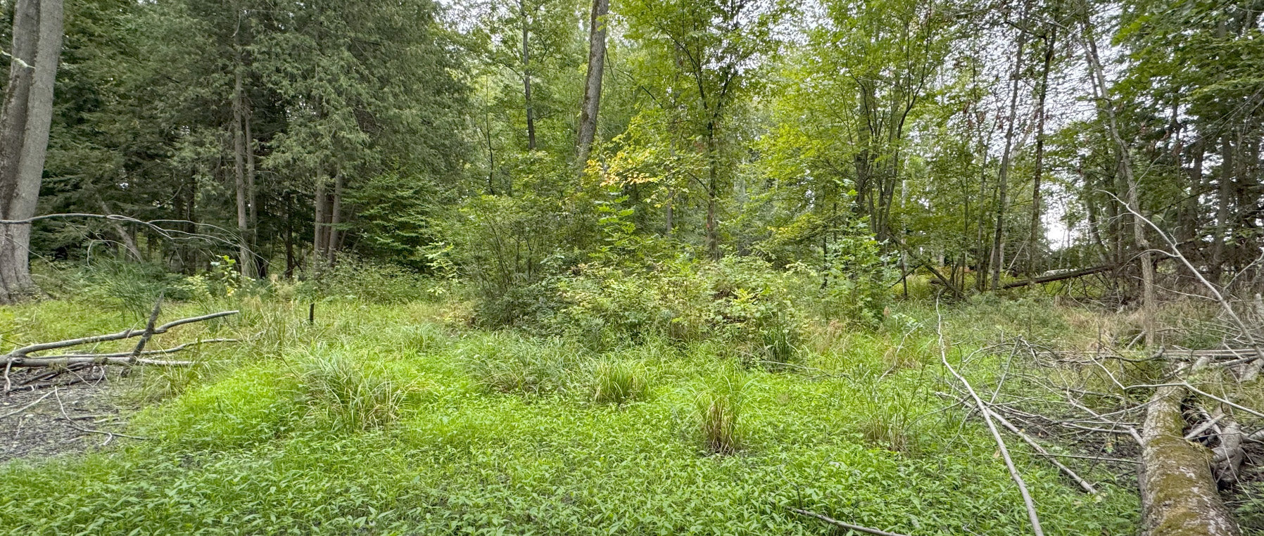 Forest Therapy Forest Therapy Video