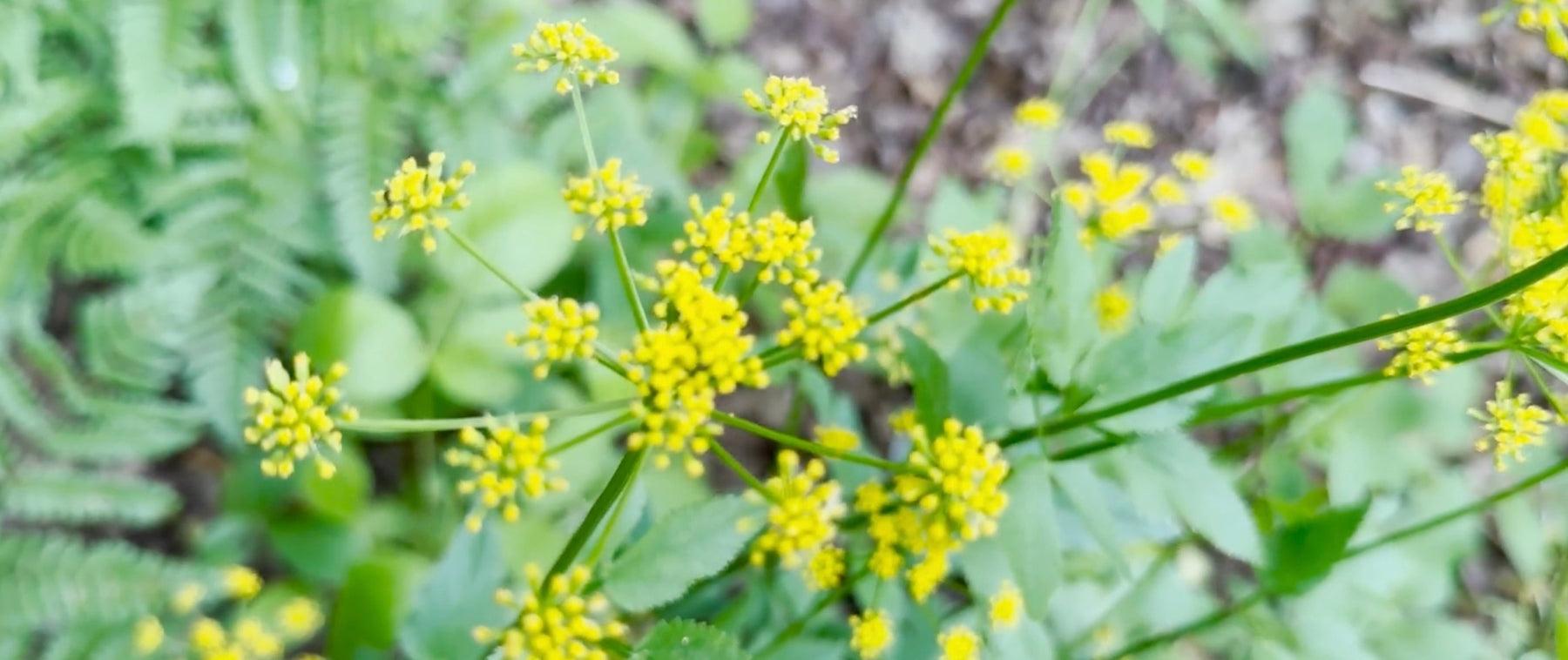 Golden Alexanders Video