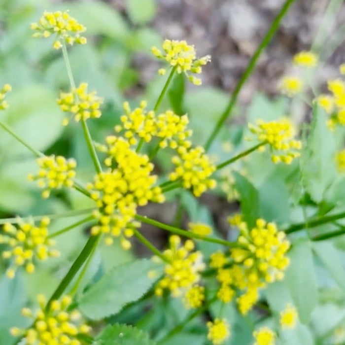 Golden Alexanders Video