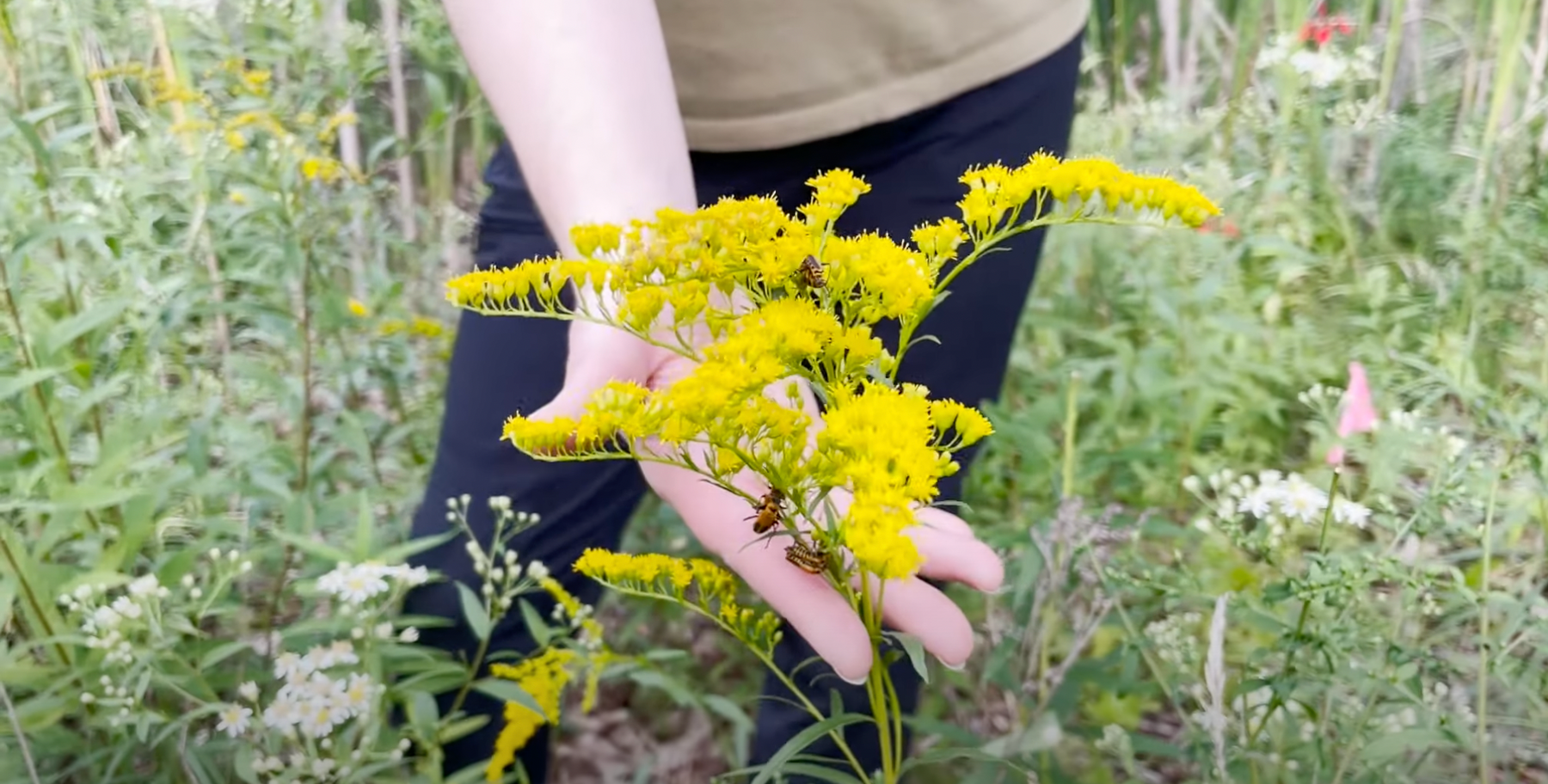 Goldenrods are Great! Video