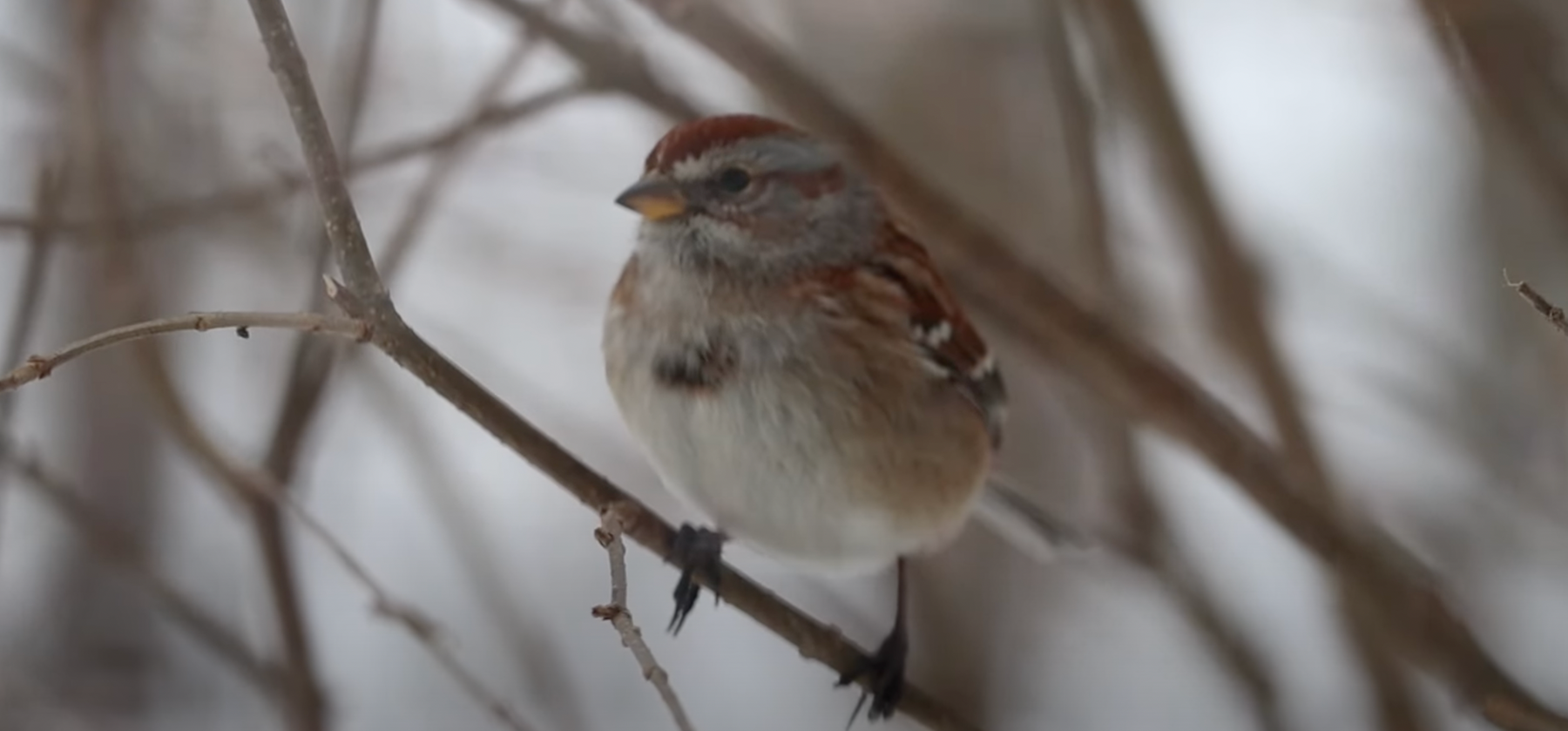 How Wild Birds Survive the Winter Video