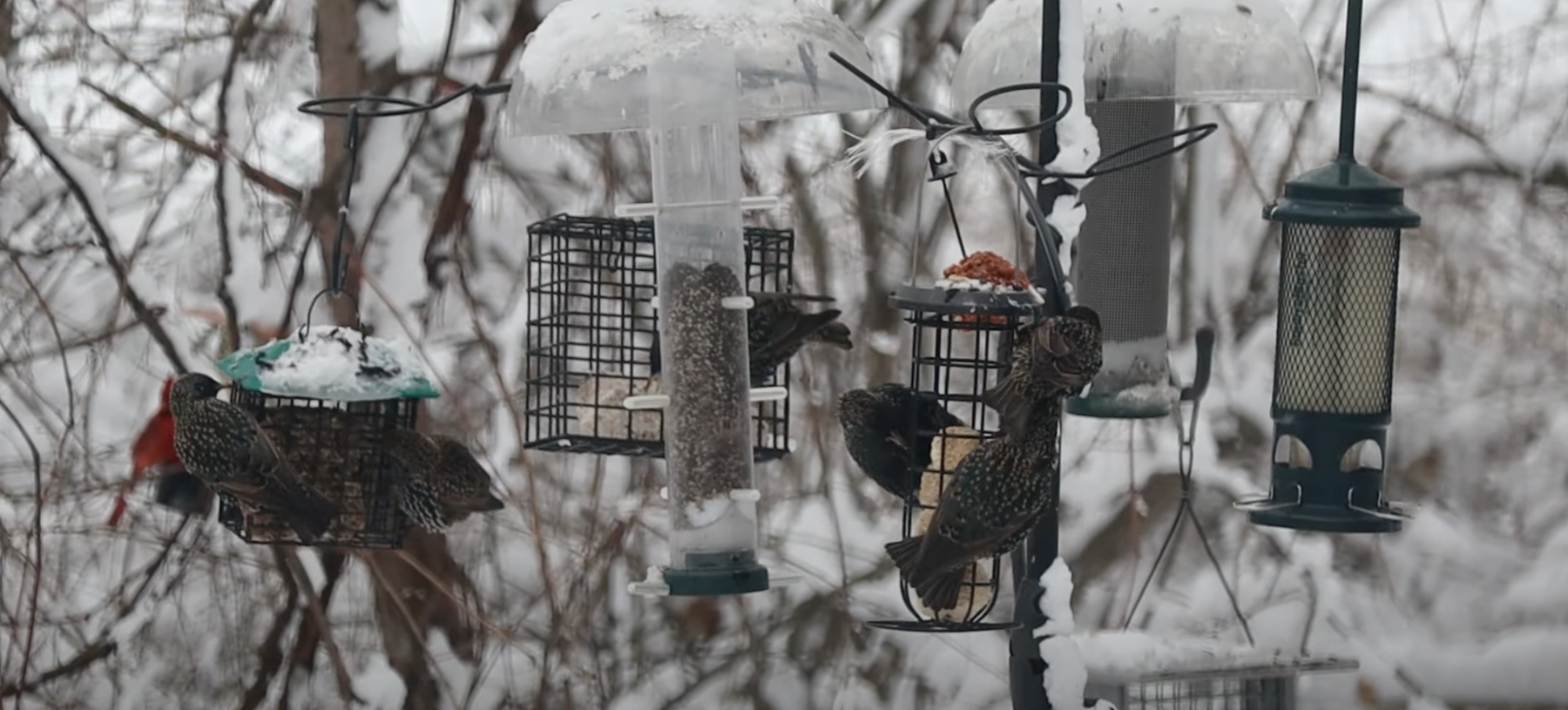 How to Deter European Starlings Video