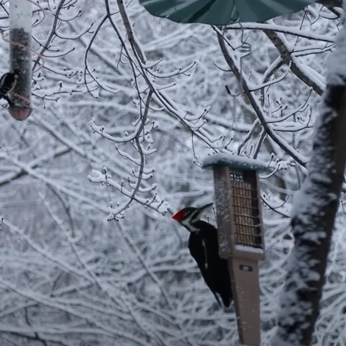 How to Help Wild Birds in Winter Video