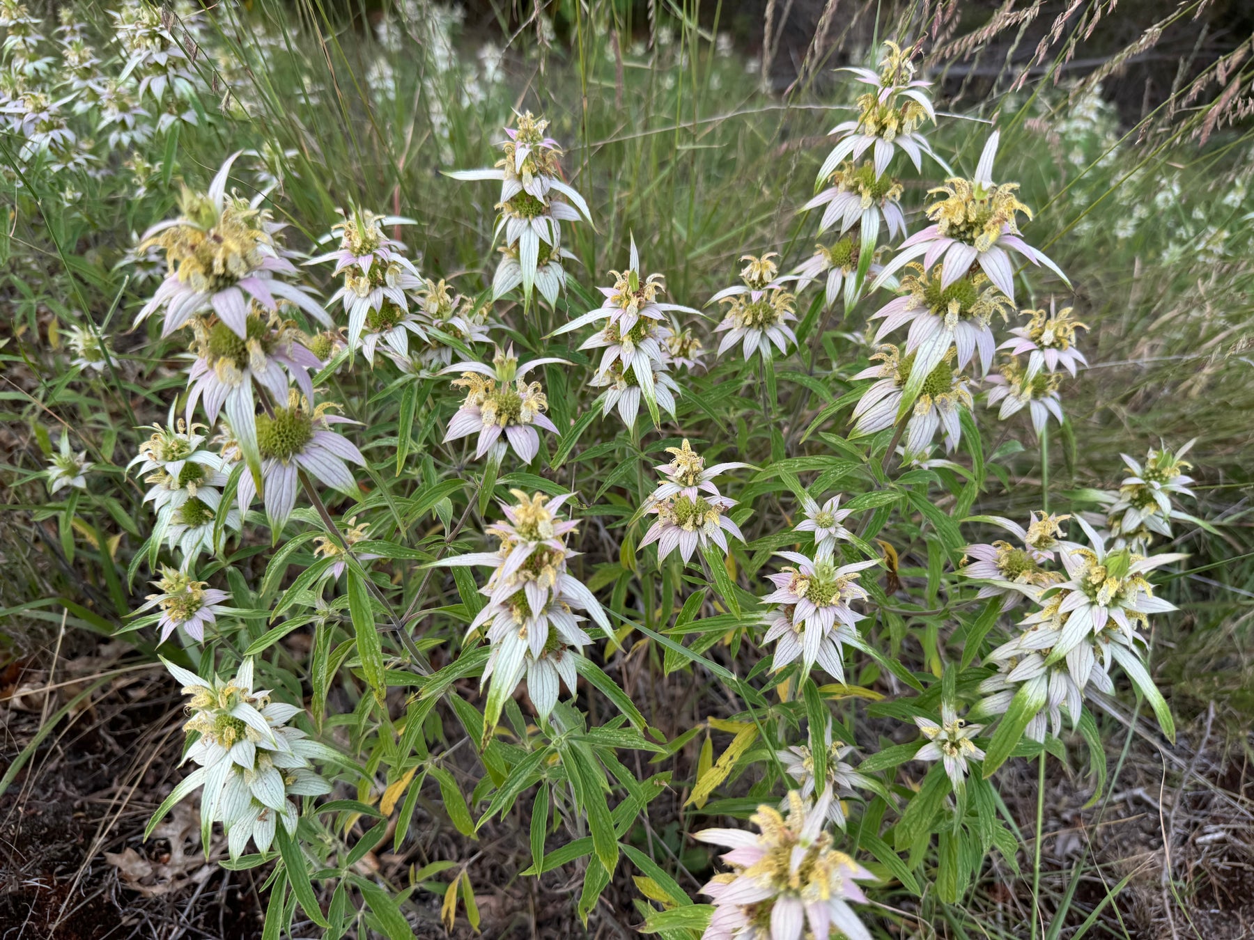 Horsemint in bloom