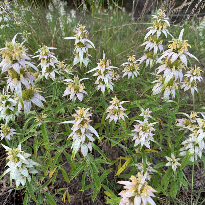 Horsemint in bloom