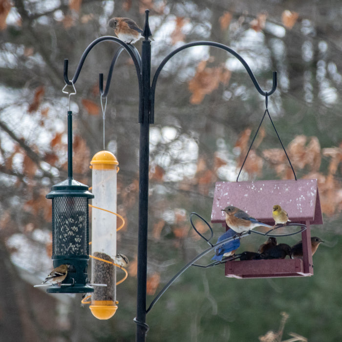 bird feeding station