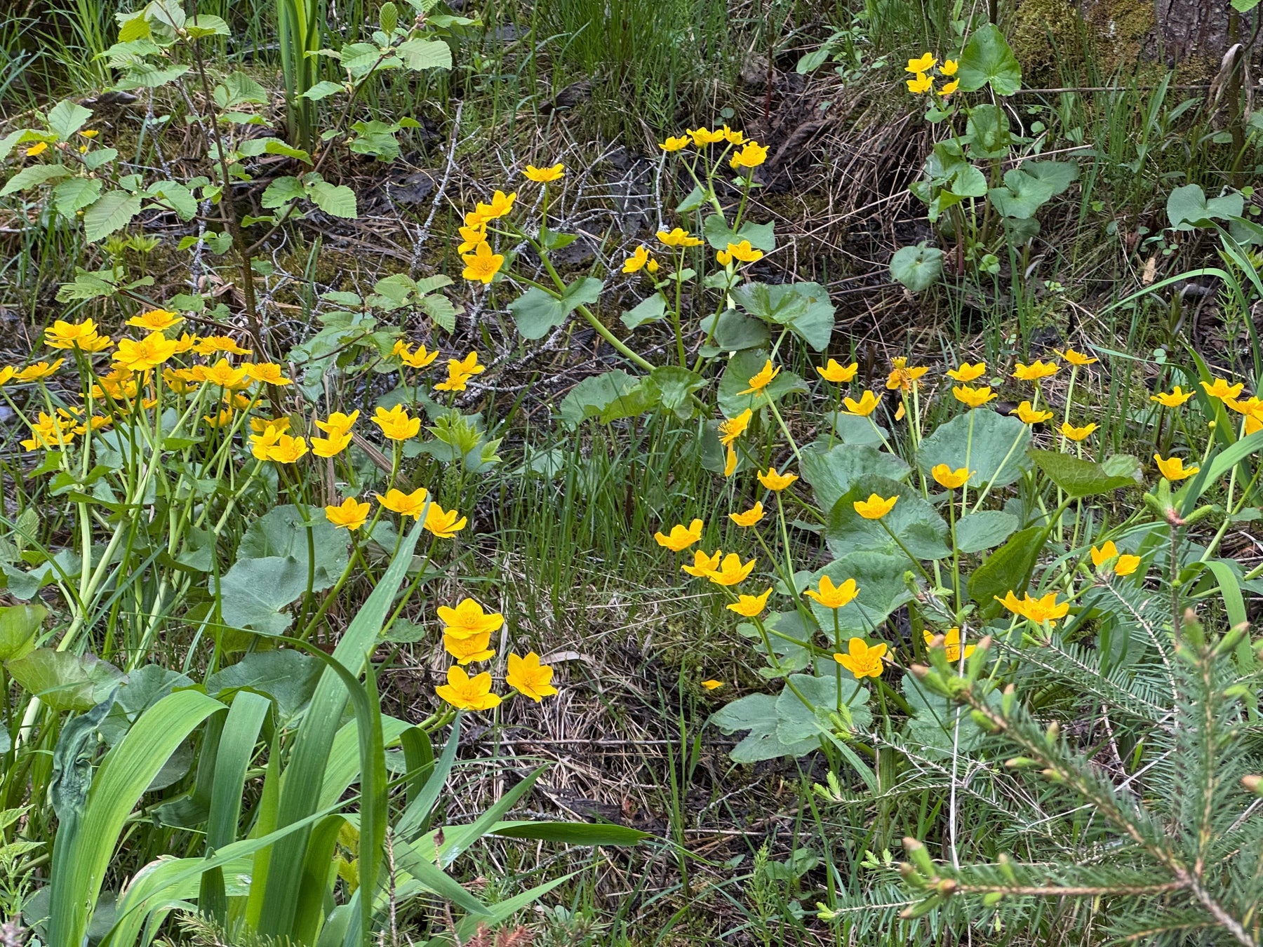 May 2026 Native Plant Sale - Spring Into Stewardship!