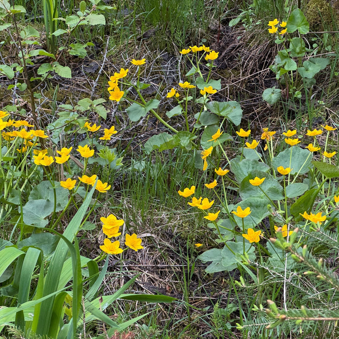 May 2026 Native Plant Sale - Spring Into Stewardship!