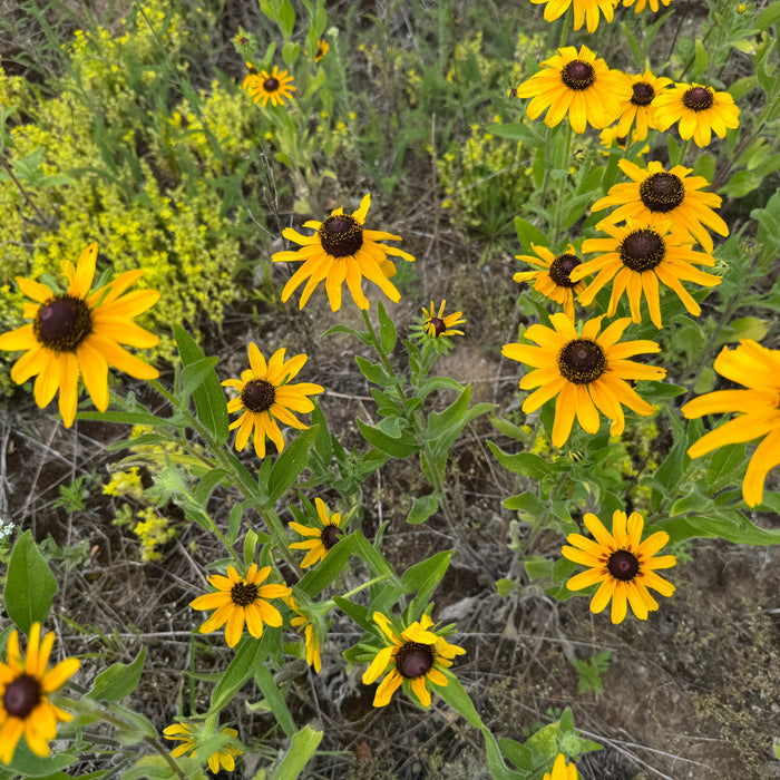 Rudbeckia hirta in bloom