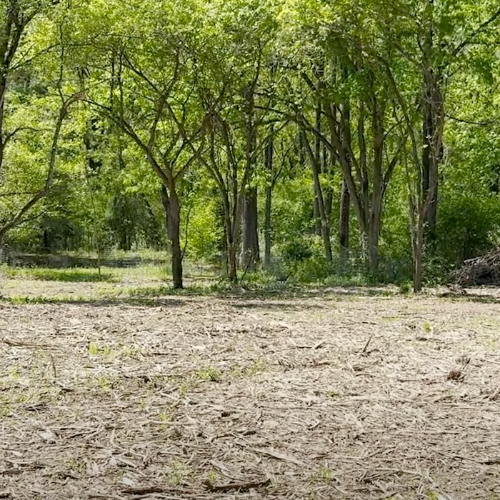 Invasive Buckthorn Control: Forestry Mowing Example Video