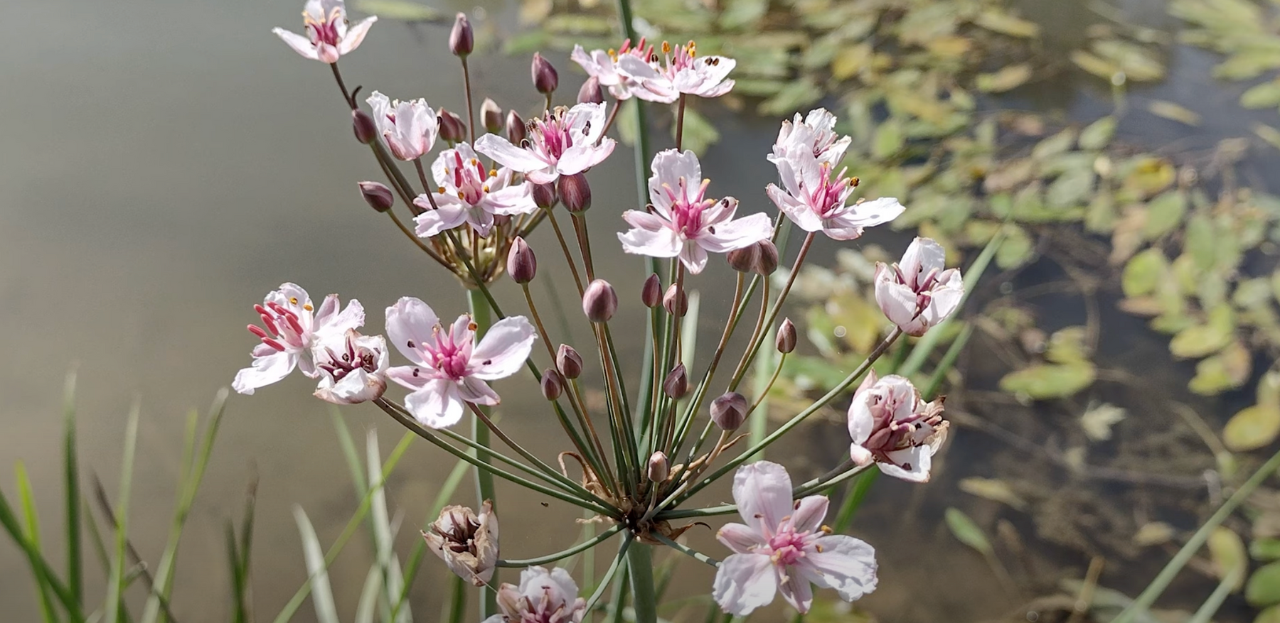 Invasive Flowering Rush Video