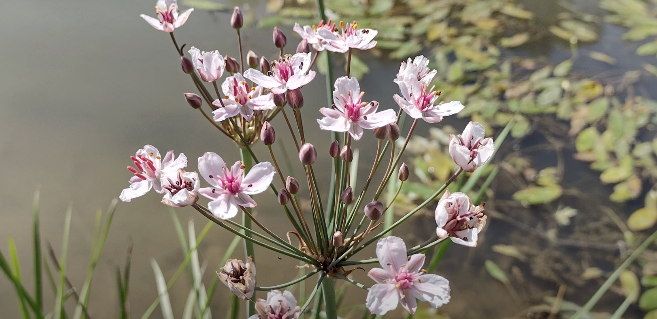 Mondays with Martha #220 - Invasive Flowering Rush — Nature Niche