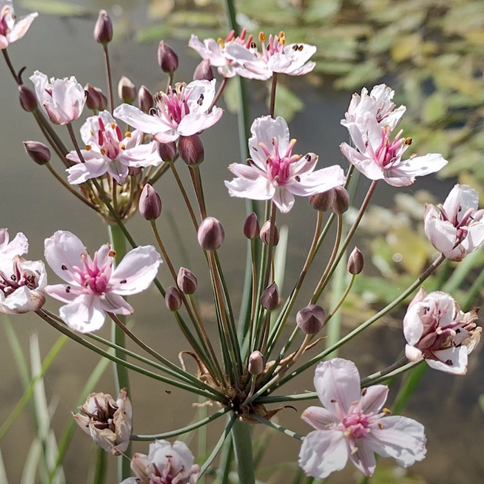 Invasive Flowering Rush Video