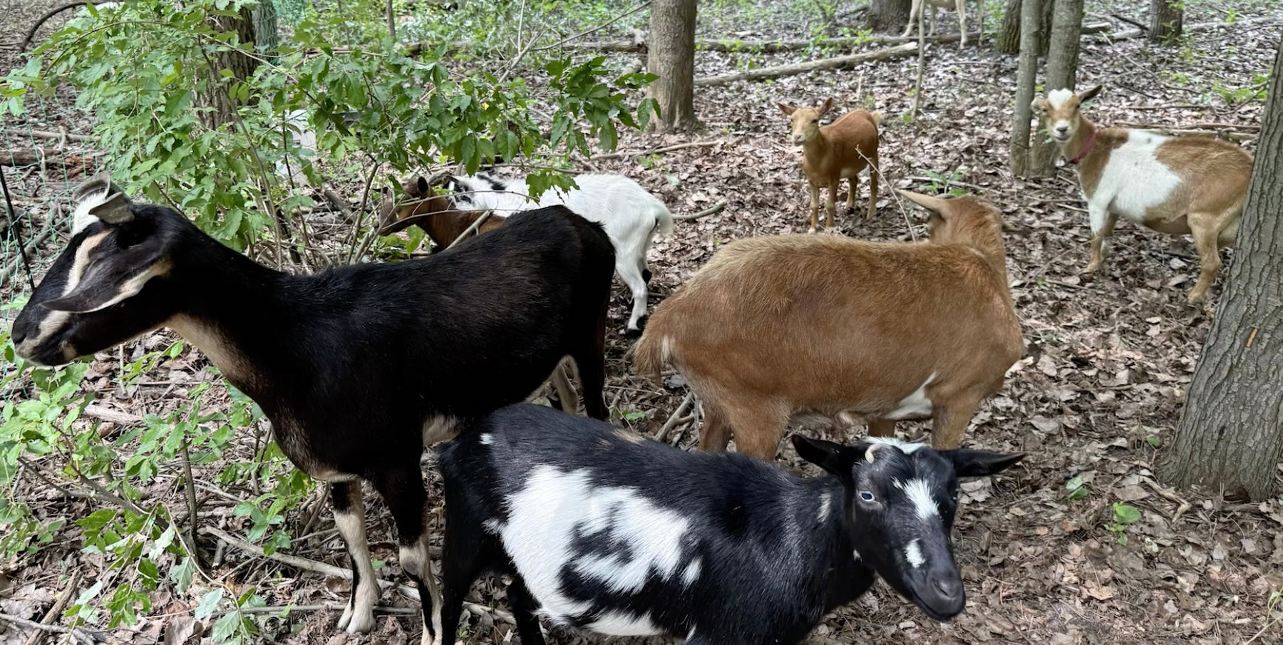 Invasive Species Control: Targeted Goat Grazing at Nelson Woods Preserve Video