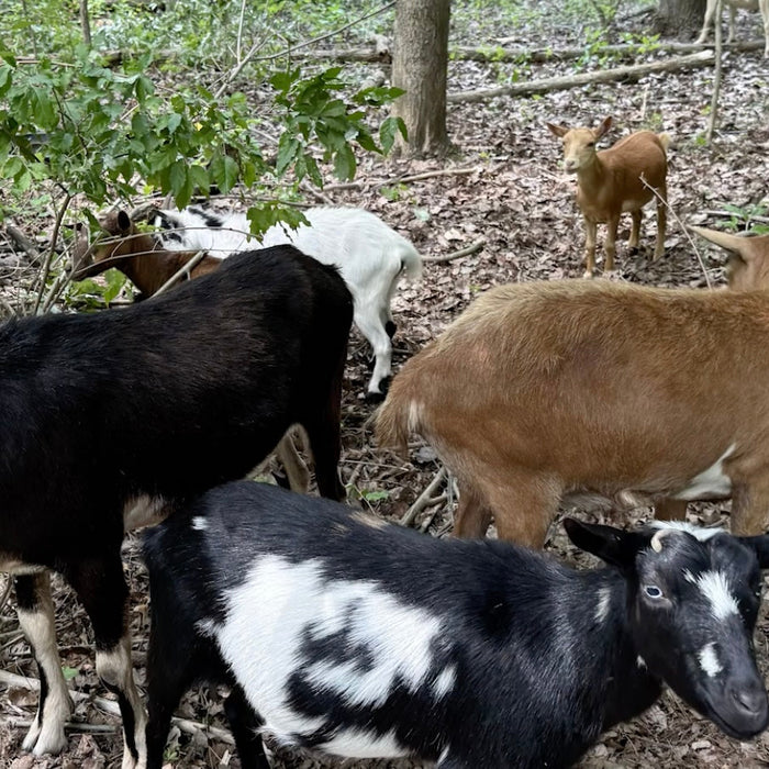 Invasive Species Control: Targeted Goat Grazing at Nelson Woods Preserve Video
