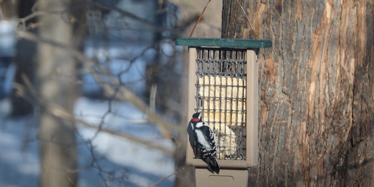 Mondays with Martha 143 Michigan Woodpeckers — Nature Niche