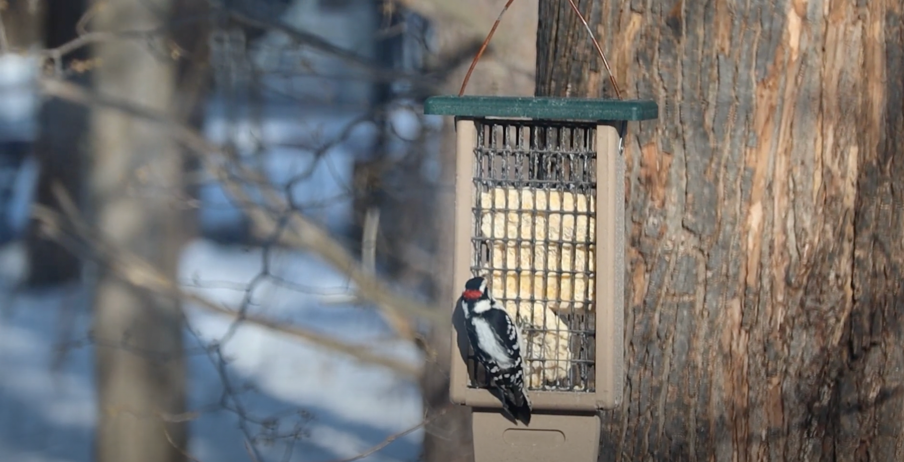 Michigan Woodpeckers Video