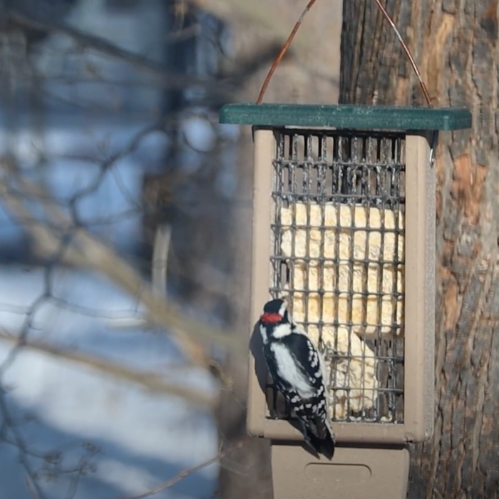 Michigan Woodpeckers Video