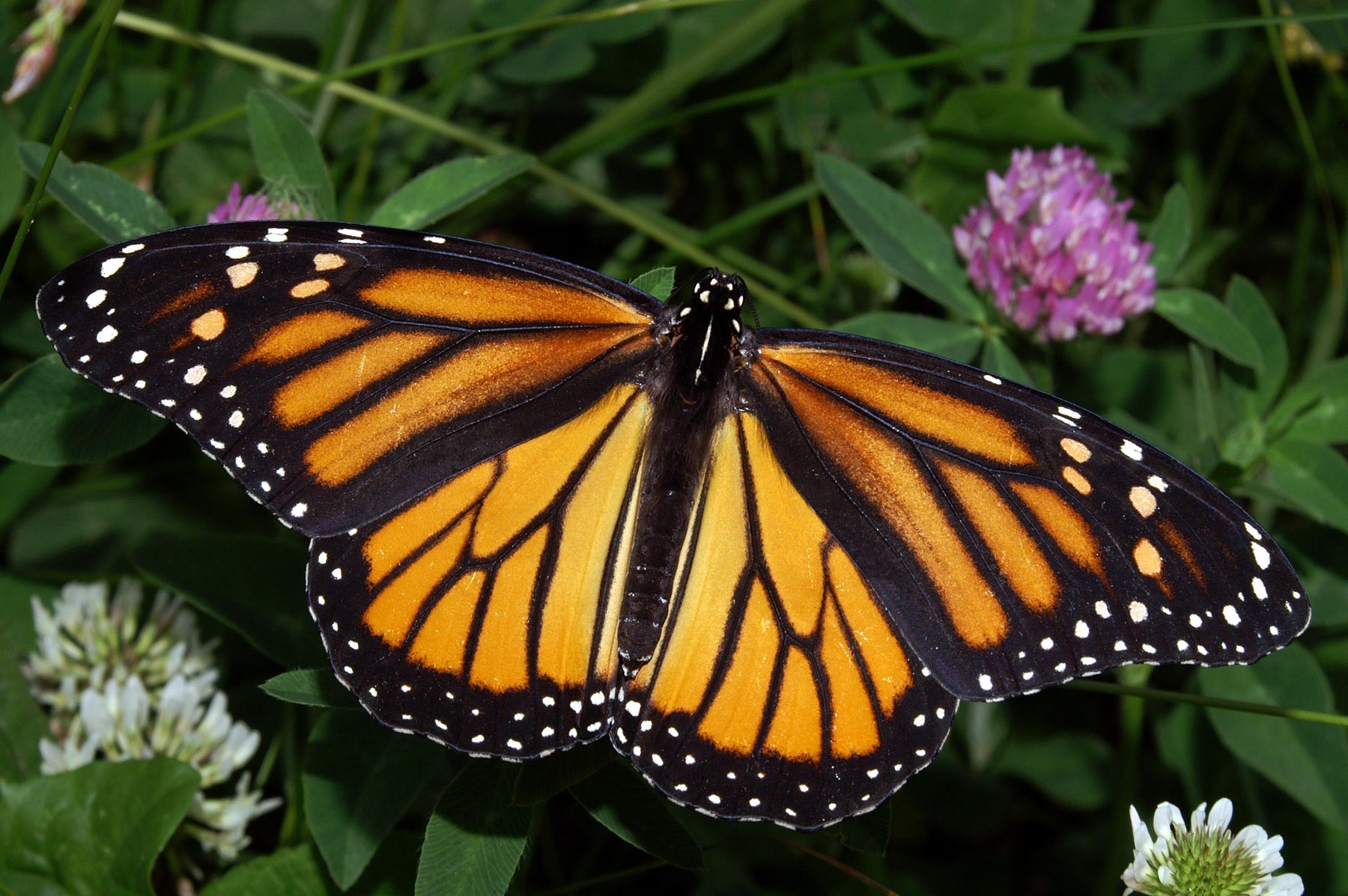 Monarch Butterflies