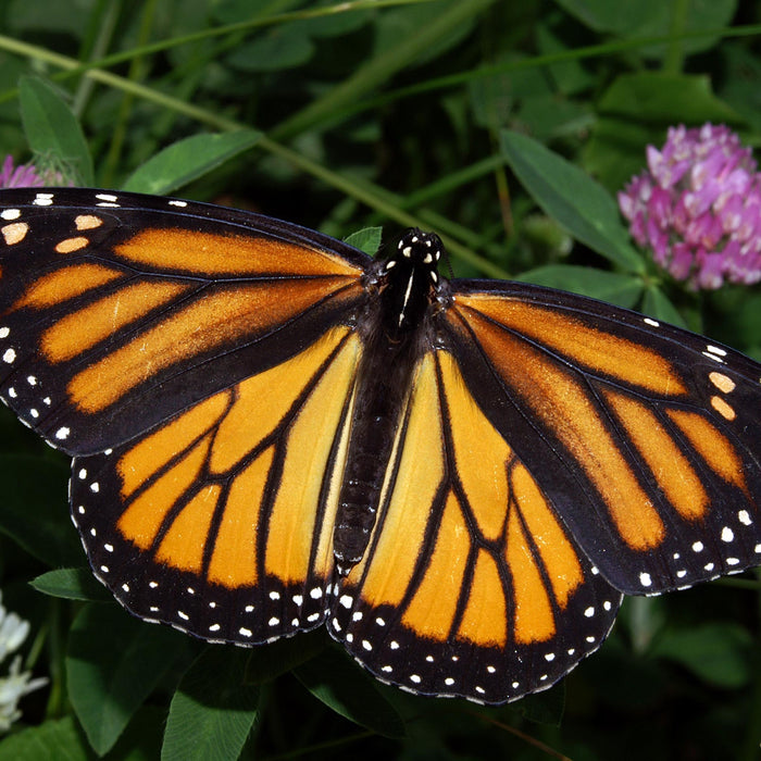 Monarch Butterflies