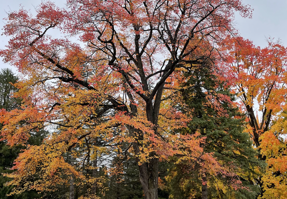 Mondays with Martha #126 - Native Fall Color Take 1 — Nature Niche