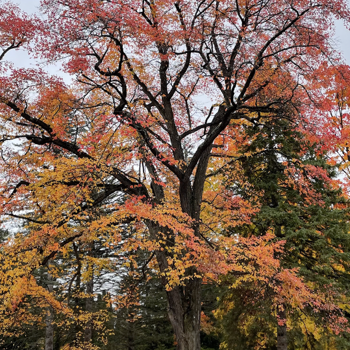 Native Fall Color Take 1 Video
