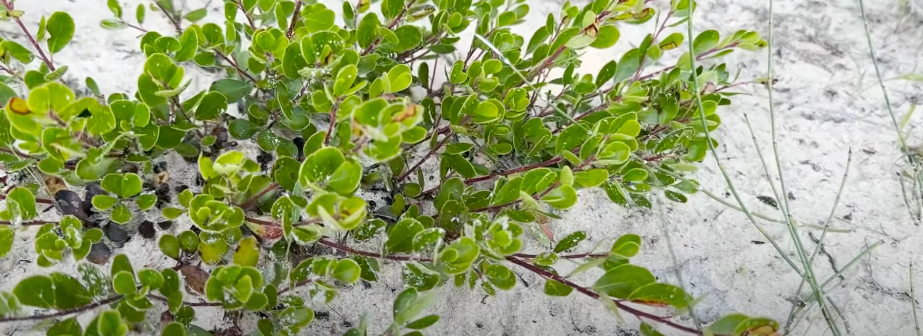 Native Lakeshore Shrubs - Bearberry Video