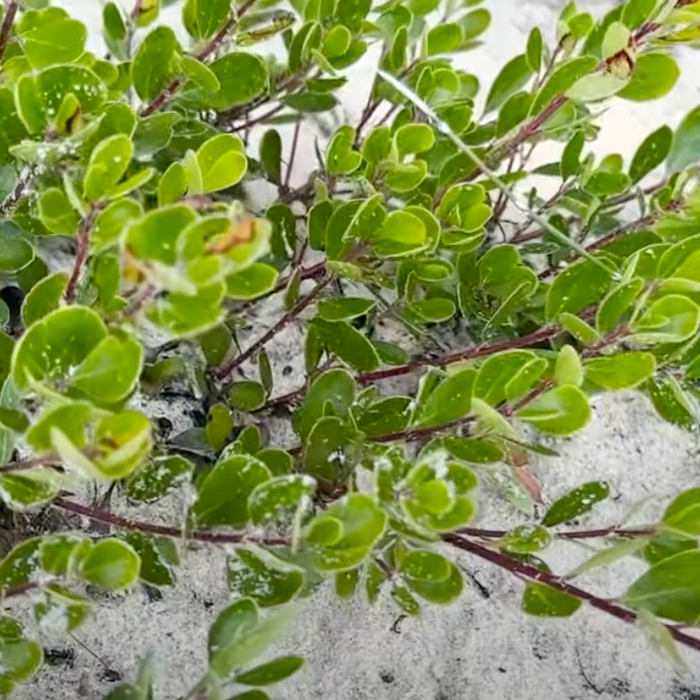 Native Lakeshore Shrubs - Bearberry Video