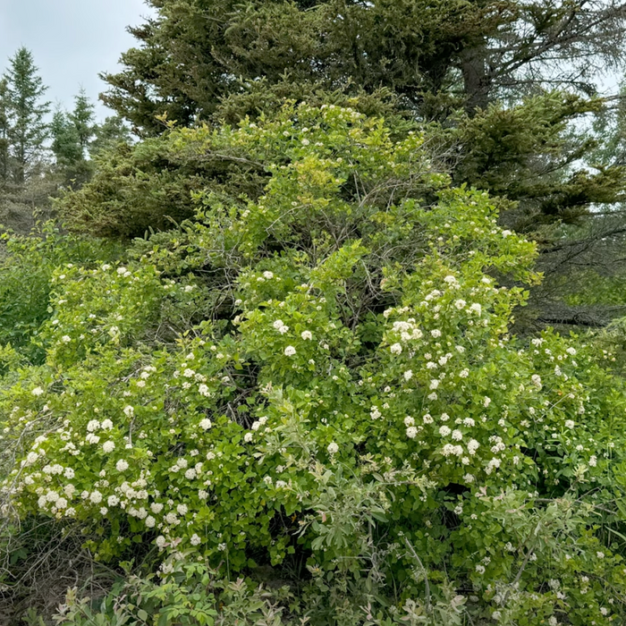 Native Lakeshore Shrubs - Common Ninebark Video