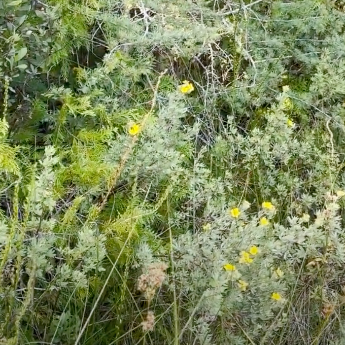 Native Lakeshore Shrubs - Shrubby Cinquefoil Video