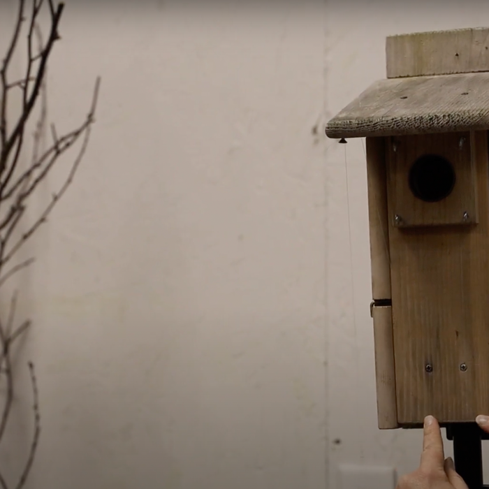 Nest Box Competitors & Invasive Species Video