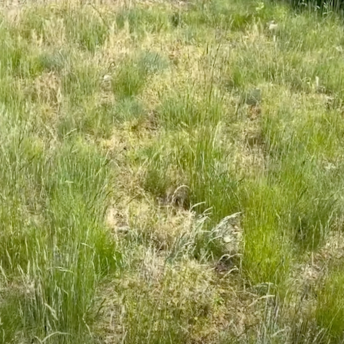 No Mow May (Low Mow Spring) Video