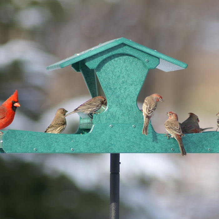 Do You Need Large Bird Feeders? Different Feeders for Common Backyard Birds