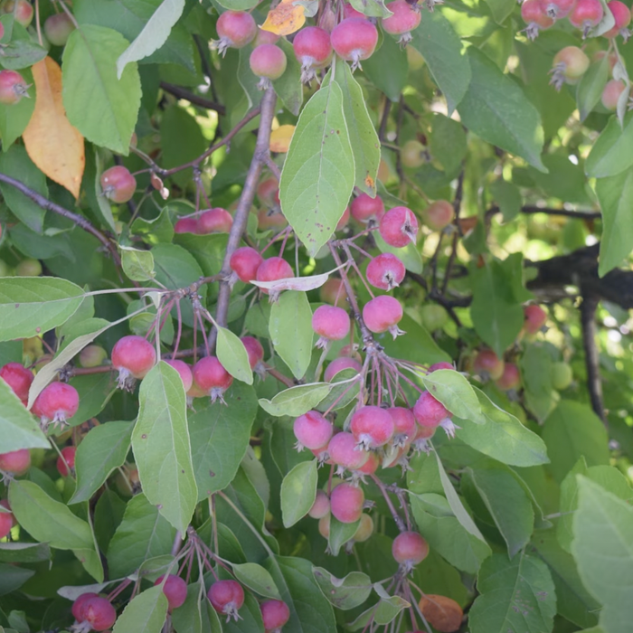 Persistent Winter Fruit for Wildlife Video