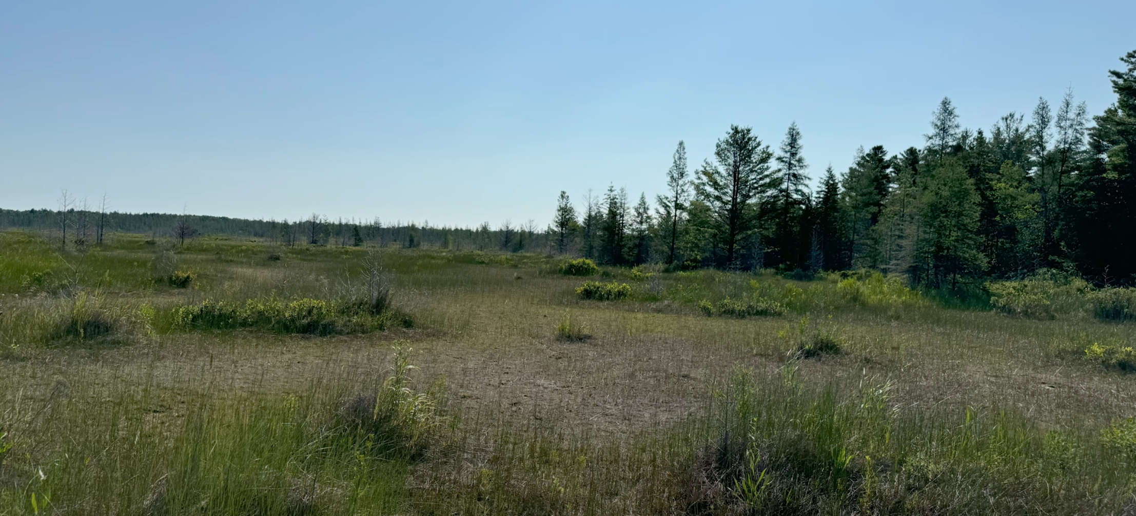 Mondays with Martha #225 - Rare Michigan Wetlands: Coastal Fen — Nature ...