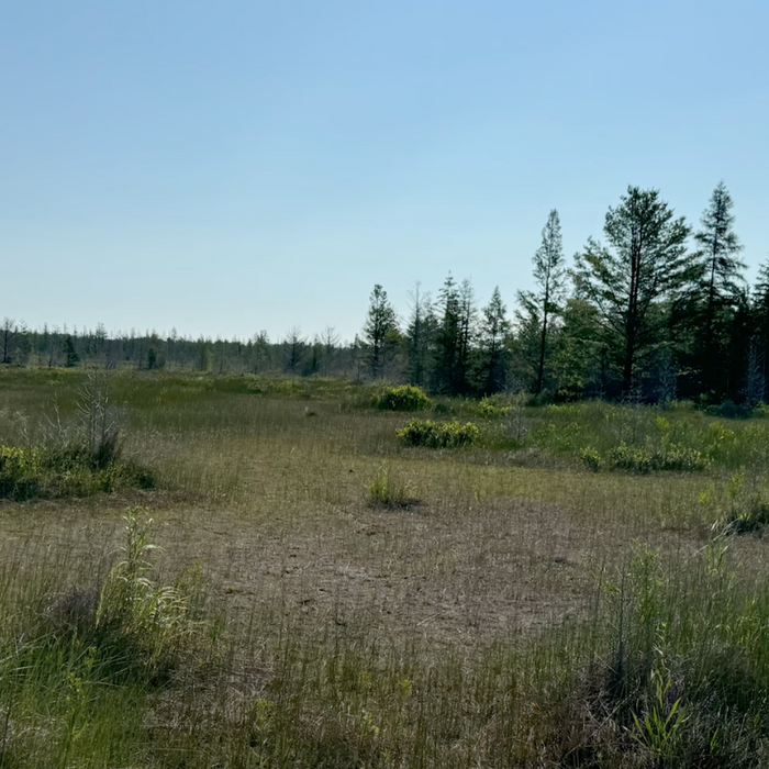 Rare Michigan Wetlands: Coastal Fen Video