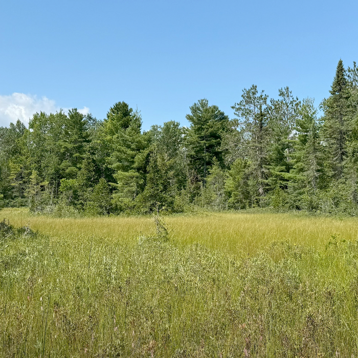 Rare Michigan Wetlands: Northern Fen Video